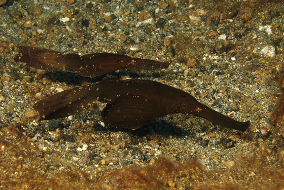 Robust Ghost Pipefish
