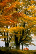 Autumn Colour.jpg (322984 bytes)
