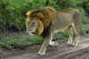 Lion, Serengeti National Park.jpg (354985 bytes)