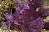 Purple Rhinopias.jpg (248176 bytes)
