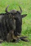 Wildebeest Portrait.jpg (259455 bytes)
