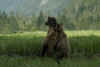 Alert Grizzlies.jpg (219778 bytes)