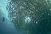 Big-Eye Trevalley, Liberty Wreck.jpg (354524 bytes)