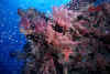 Carpet Reef 01.jpg (380860 bytes)