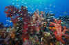 Carpet Reef 02.jpg (393333 bytes)