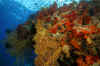 Carpet Reef 03.jpg (387040 bytes)