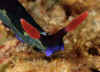 Chamberlain's Nembrotha.jpg (188463 bytes)
