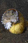 Coconut Octopus.jpg (300910 bytes)
