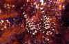 Coleman Shrimp.jpg (95147 bytes)