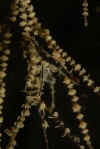 Commensal Shrimp.jpg (163202 bytes)