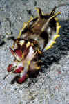 Flamboyant Cuttlefish.jpg (125536 bytes)