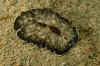 Flatworm.jpg (349424 bytes)