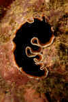 Flatworm.jpg (297193 bytes)