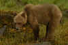 Grizzly 01.jpg (279467 bytes)