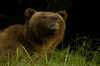 Grizzly 02.jpg (224018 bytes)