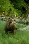 Grizzly 03.jpg (248231 bytes)