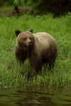 Grizzly 04.jpg (253614 bytes)