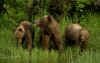 Grizzly Family.jpg (341350 bytes)