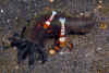 Imperial Shrimp on Sea Cucumber.jpg (408257 bytes)