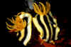 Josh's Chromodoris Pair.jpg (241061 bytes)