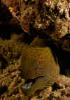 Moray - Wide.jpg (335387 bytes)