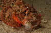 Scorpionfish and Prey.jpg (173328 bytes)