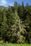 Sitka Spruce.jpg (368816 bytes)