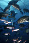 Trevalley, Shark Reef.jpg (233356 bytes)