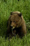 Young Grizzly.jpg (404476 bytes)