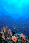 Anilao.jpg (214876 bytes)