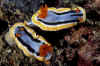 Anna's Chromodoris Pair.jpg (101338 bytes)