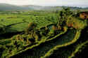 Bali Terraces 3.jpg (122615 bytes)
