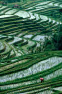 Bali Terraces 4.jpg (128147 bytes)