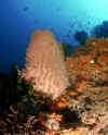 Barrel Sponge.jpg (270145 bytes)