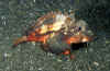 Blue-Eyed Stingfish, Bazura.jpg (284690 bytes)