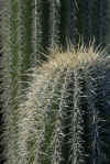 Cactus Detail.jpg (359362 bytes)