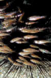 Cardinalfish and Urchin.jpg (205044 bytes)