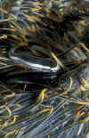 Clingfish.jpg (211967 bytes)