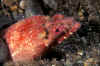 Crocodile Snake  Eel, Bazura.jpg (238599 bytes)