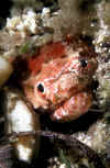 Crocodile snake Eel.jpg (205756 bytes)
