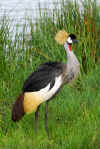 Crowned Crane.jpg (352709 bytes)