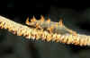 Dragon Shrimp.jpg (119259 bytes)