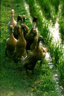 Ducks.jpg (107288 bytes)