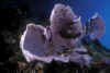 Elephant Ear Sponge,Chapel Point, Apo Island.jpg (345393 bytes)