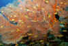 Fan Coral and Anthias.jpg (202051 bytes)