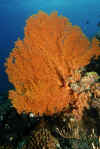 Fan Coral.jpg (260748 bytes)