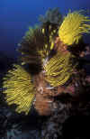 Feather Stars.jpg (201393 bytes)