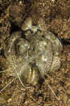 Giant Mantis Shrimp.jpg (307365 bytes)