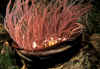 Harlequin Crab in Tube Worm.jpg (221873 bytes)