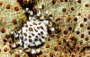 Harlequin Crab.jpg (564374 bytes)